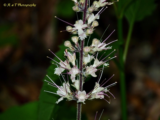 {Collinsonia verticillata}